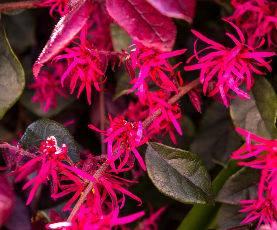 pink flowers and dark foliage of loropetalum 'Jazz Hands Bold'