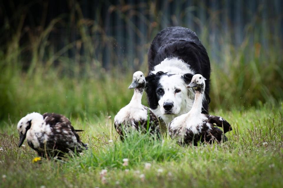 <p>Lou, a former working dog, keeps a close eye on a pair of ducks. (Kristi Oikawa/PA Wire)</p>