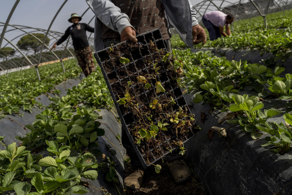 Temporary workers plant strawberries in farm in Almonte, southwest Spain, Tuesday, Oct. 18 2022. Farming and tourism had already drained the aquifer feeding Doñana. Then climate change hit Spain with record-high temperatures and a prolonged drought this year. (AP Photo/Bernat Armangue)