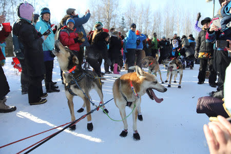 Kristy Berington's dog team stops at the raucous "trailgate" party along the ceremonial start trail in the Iditarod, a nearly 1,000-mile (1,610-km) sled dog race across the Alaskan wilderness, in Anchorage, Alaska, U.S. March 4, 2017. REUTERS/Nathaniel Wilder