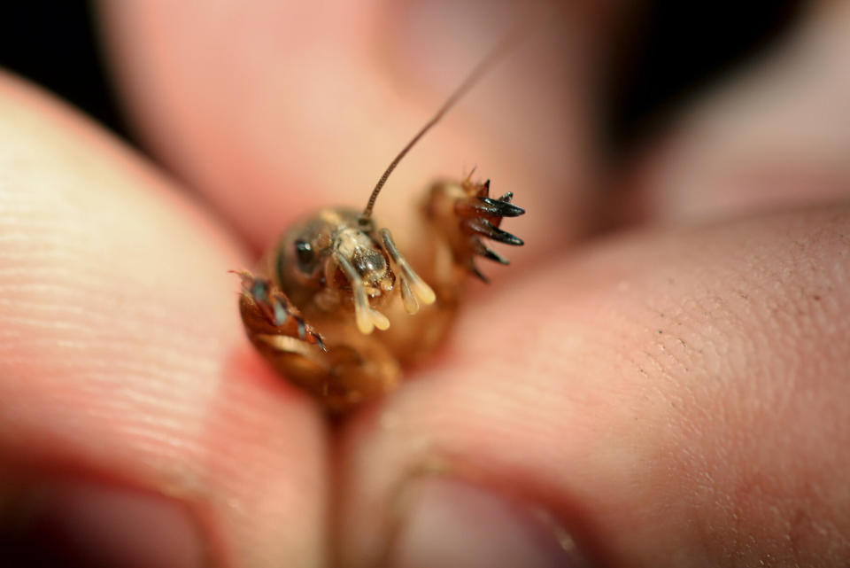 In this Sept. 24, 2012 photo, Zack Lemann, animal and visitor programs manager of the Audubon Butterfly Garden Insectarium, shows a Northern mole cricket he found as he collects bugs for their exhibits in Des Allemands, La. Some of the bugs are raised to exhibit later at the insectarium, while others are shipped to museums. Much of an insectarium’s stock dies in a year or less, so the replenishment missions for local species are essential. (AP Photo/Kerry Maloney)