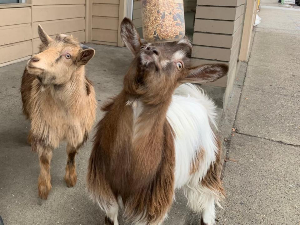 Miniature silky fainting goats Lexus, left, and Miata have become the darlings of residents and tourists in B.C.'s Okanagan since early winter. (Winston Szeto/CBC - image credit)