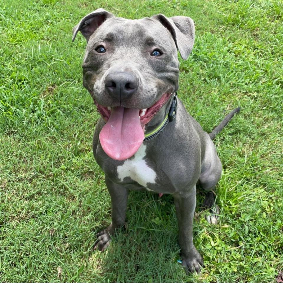 Name: Xayne

Gender: Male

Age: 1 year old

Weight: 54 pounds

Species: Dog

Breed: Pit Bull Terrier Mix – Blue

Orphaned Since: August 2022

Adoption Fee: $250

 

Hiya, I’m Xayne! I’m an energetic, young boy who’s excited about life and finding the love of a forever family. I can just picture us going on walks in the park, chasing balls in the yard, and having a blast. Did I mention that I’m also a cuddler extraordinaire? Yep, that’s me. Can we meet and bark more about it? You can schedule a time at: www.spcaflorida.org/appointment!