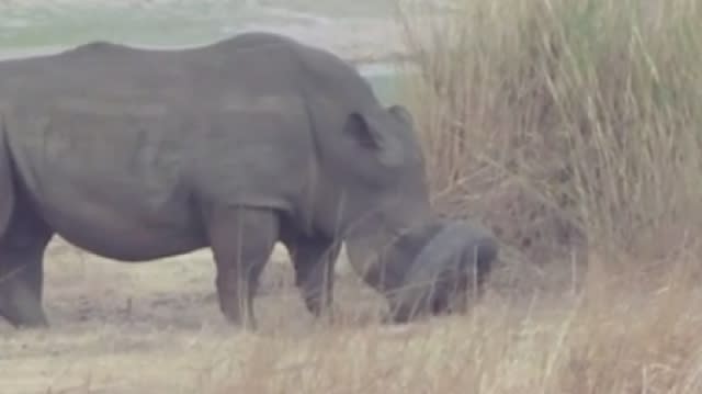 Vets rescue wild rhino with tyre stuck on snout