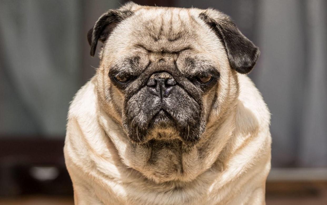 Extreme breeding can mean pugs suffer long-lasting and life-shortening health problems - Alamy