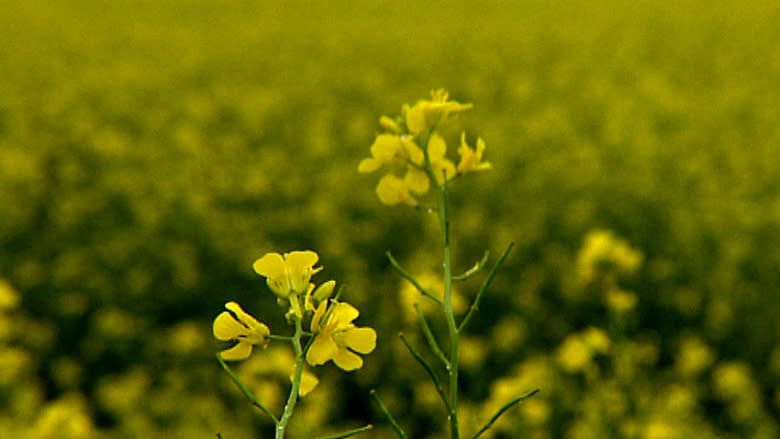 Why P.E.I. potato farmers are planting more mustard than ever