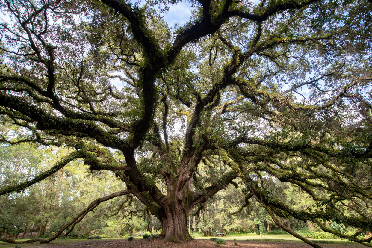 The famous Live Oak tree at Lichgate on High Road seen Monday, Oct. 25, 2021.