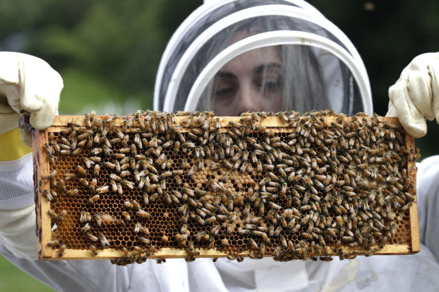 miel en panal directo del apicultor es comprar salud