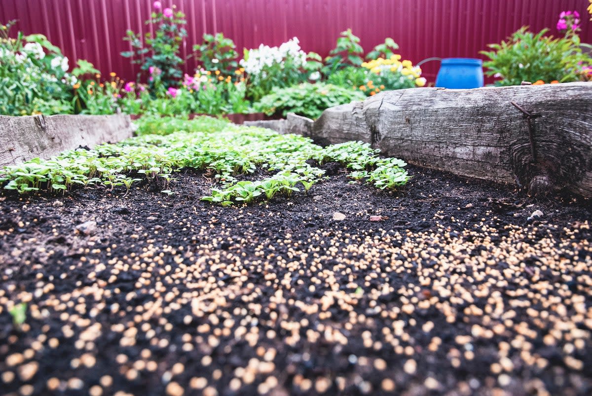 mustard cover crops growing in a home vegetable garden in autumn