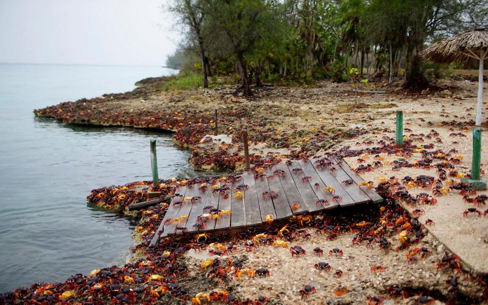 Crabs coming from the surrounding forests gather near the sea to spawn in Playa Giron, Cuba - REUTERS