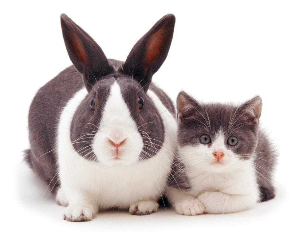 Snapcat: Felines and bunnies looks exactly the same