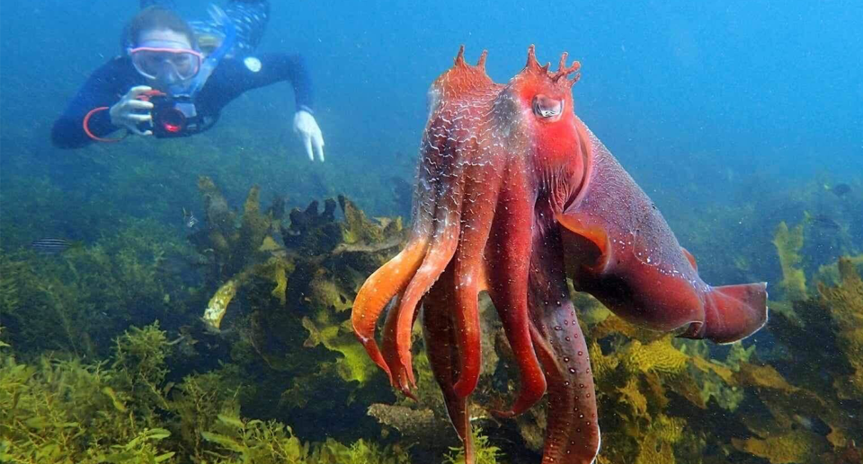 A diver underwater with a giant cuttlefish in Manly.