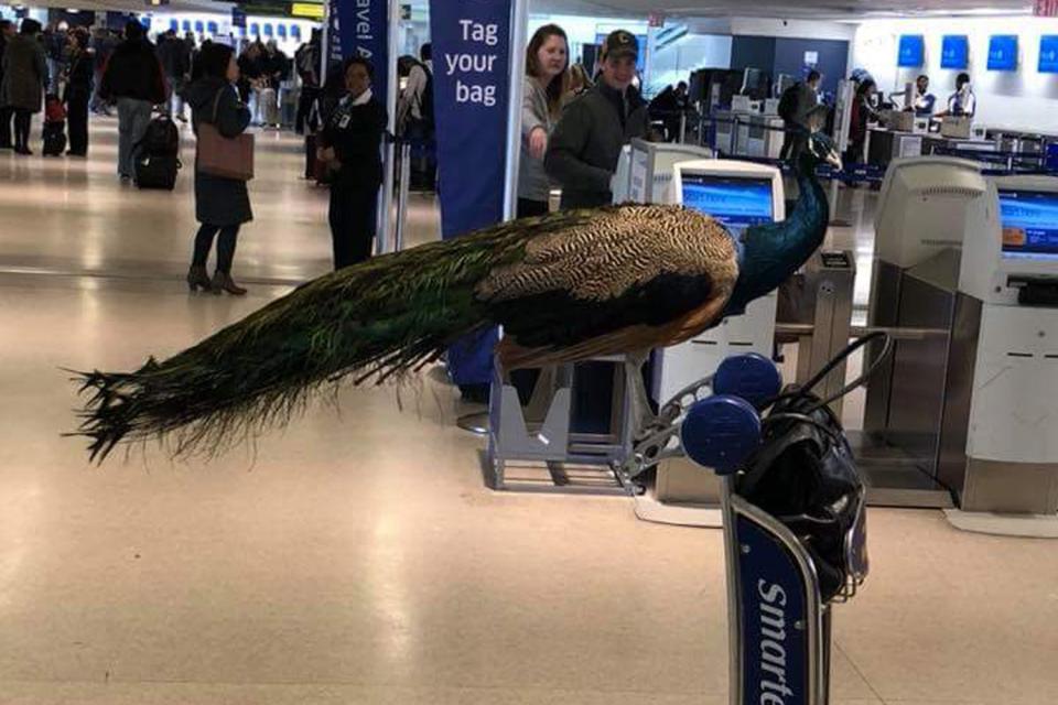 <p>One person brought a peacock on board</p> (@TheJetSetTV)