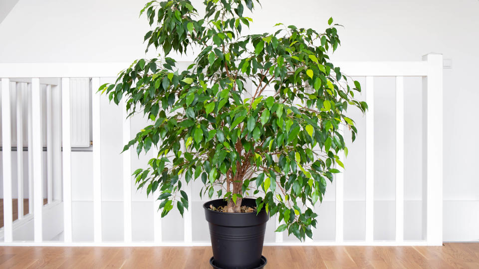 A weeping fig plant next to a banister