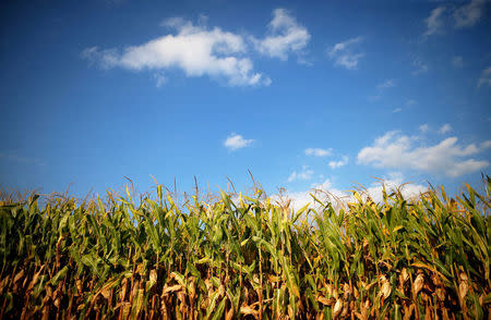 FILE PHOTO -- Corn is seen in a field in Indiana, U.S. September 6, 2016. REUTERS/Jim Young/File Photo