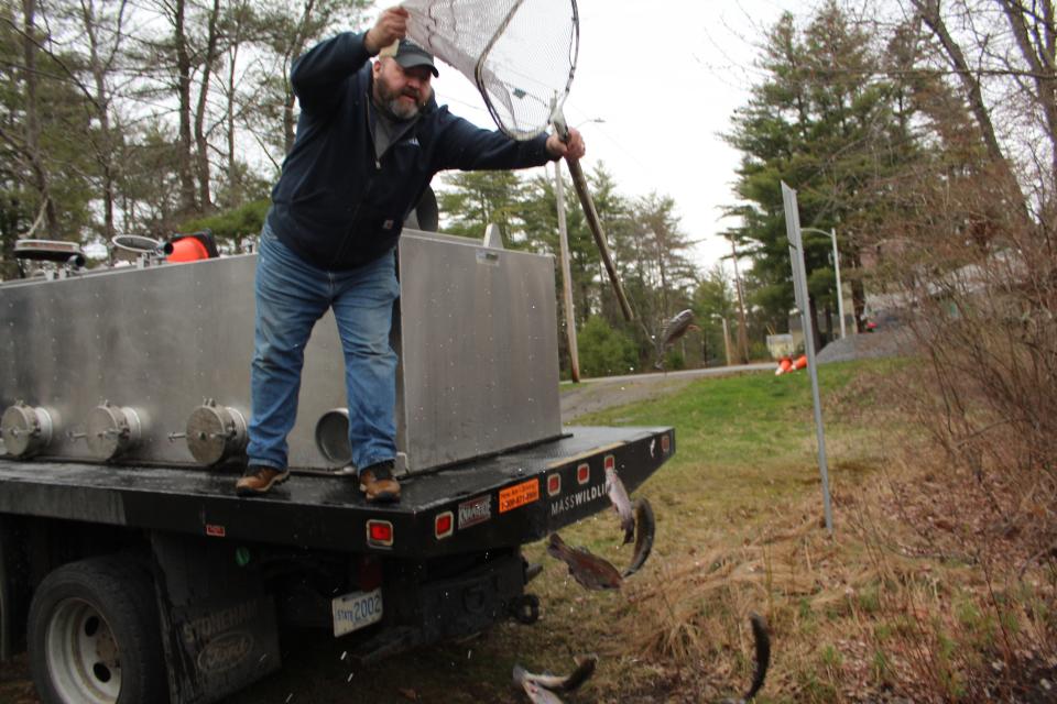 On Thursday, April 18, Todd Olanyk, the MassWildlife central district supervisor, said he released 300 adult rainbow trout into Kendall Pond across from the Polish American Citizens Club in Gardner.