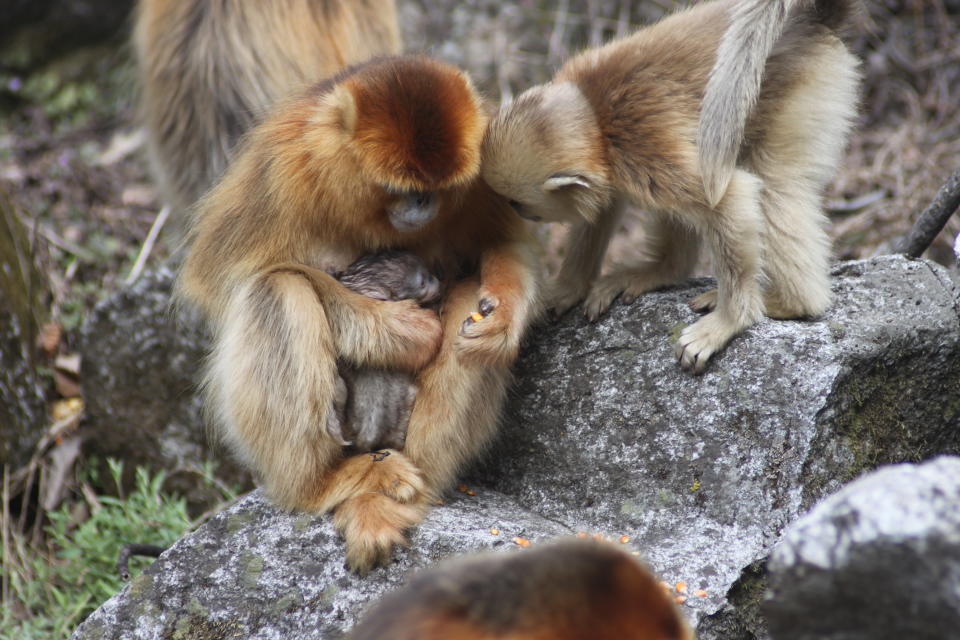 The "midwife" monkey stayed close by the new mother throughout the birthing process.