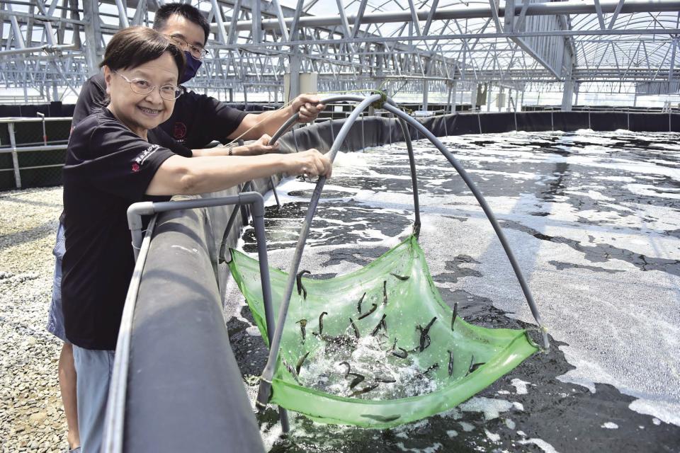 期待豐收：前瞻蝦類養殖國際研發中心的擴增廠位在花蓮市郊，羅竹芳（前）與工作同仁合力撈起智慧養殖池中活蹦亂跳的草蝦。(攝影：王竹君)