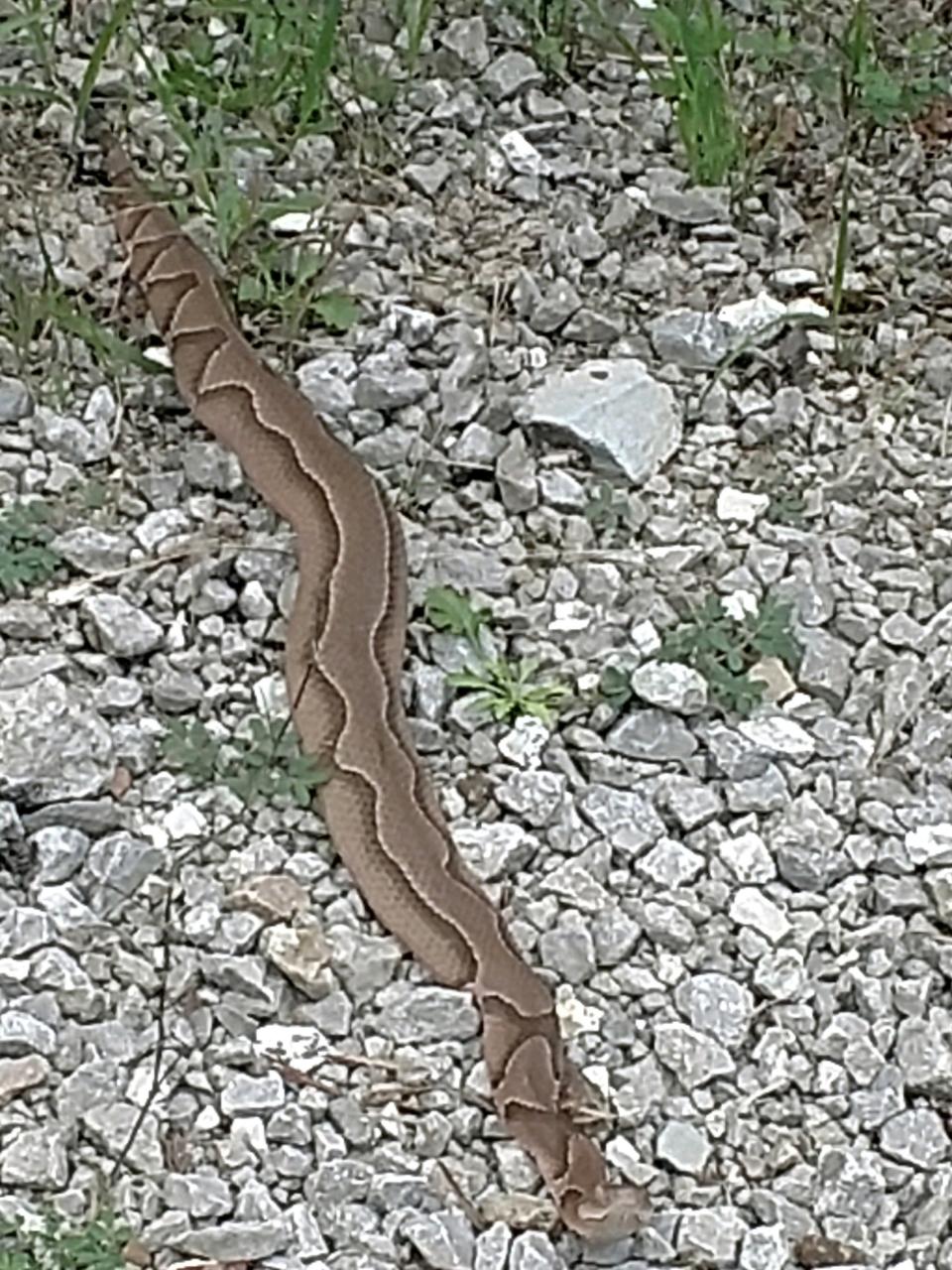 Christy Dablemont of Bolivar, Mo., photographed this unusually marked copperhead snake on the Frisco Highline Trail north of Springfield.