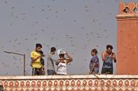 Swarms of locust attack in the walled city of Jaipur, Rajasthan, Monday, May 25, 2020. More than half of Rajasthans 33 districts are affected by invasion by these crop-munching insects.(Photo by Vishal Bhatnagar/NurPhoto via Getty Images)