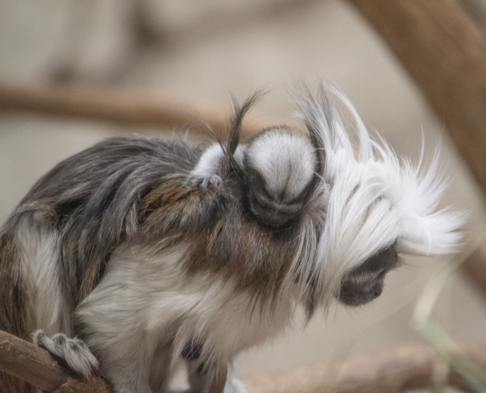 A baby cotton-top tamarin monkey sleeps on an elder one's head at the Potter Park Zoo in Lansing.