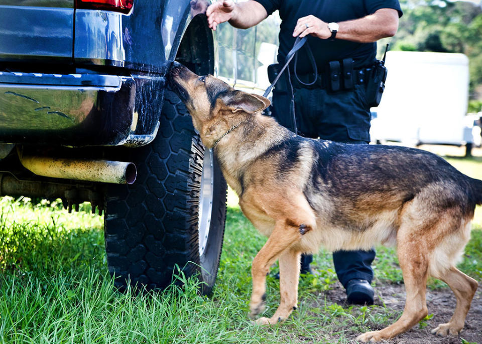 大陸一隻警犬，時隔兩年與搭檔重逢，當場不斷流淚，震驚並感動在場所有人。(示意圖／shutterstock)