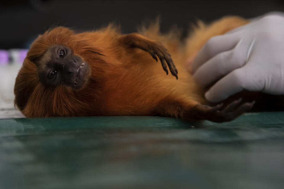 A golden lion tamarin is examined before it is inoculated with a yellow fever vaccine in a lab run by the nonprofit Golden Lion Tamarin Association, in the Atlantic Forest region of Silva Jardim, Rio de Janeiro state, Brazil, Monday, July 11, 2022. When the golden lion tamarin population was being decimated by yellow fever, conservationists who had toiled for decades to protect the monkeys were sharply divided over whether to inoculate the tamarins. Some were hopeful, at first, the virus wouldn't impact the monkeys; others worried that any kind of novel intervention would be too risky. (AP Photo/Bruna Prado)