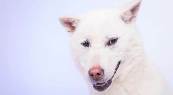 A close-up shot of a Kishu Inu in front of a purple background.