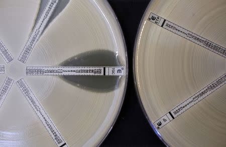 Two plates which were coated with an antibiotic-resistant bacteria called Klebsiella with a mutation called NDM 1 and then exposed to various antibiotics are seen at the Health Protection Agency in north London in this March 9, 2011 file photo. The clear areas in the right half of the left-hand plate show that the Klebsiella with NDM 1 was sensitive to the antibiotic tigecycline (manufactured by Pfizer under the trade name Tygacil). REUTERS/Suzanne Plunkett/Files