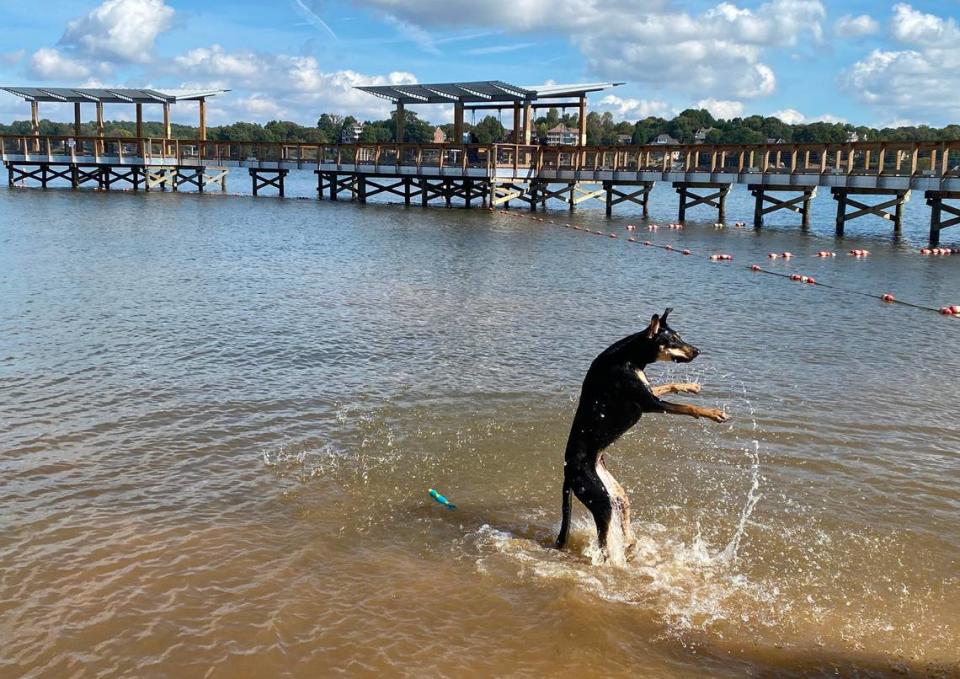 A dog plays in Lake Wylie at Ebenezer Park. Tracy Kimball/tkimball@heraldonline.com