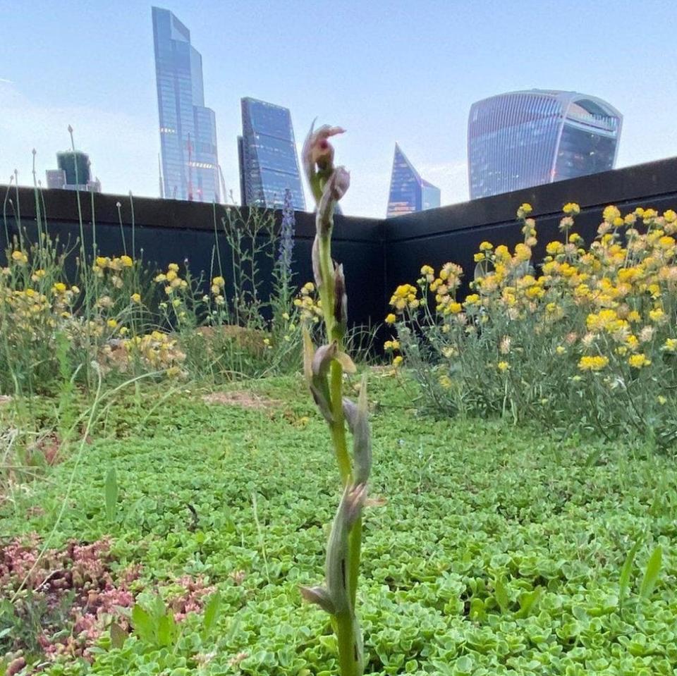 The skyscrapers of London form an unlikely backdrop to the site of a newly-discovered small-flowered tongue orchid - Nomura