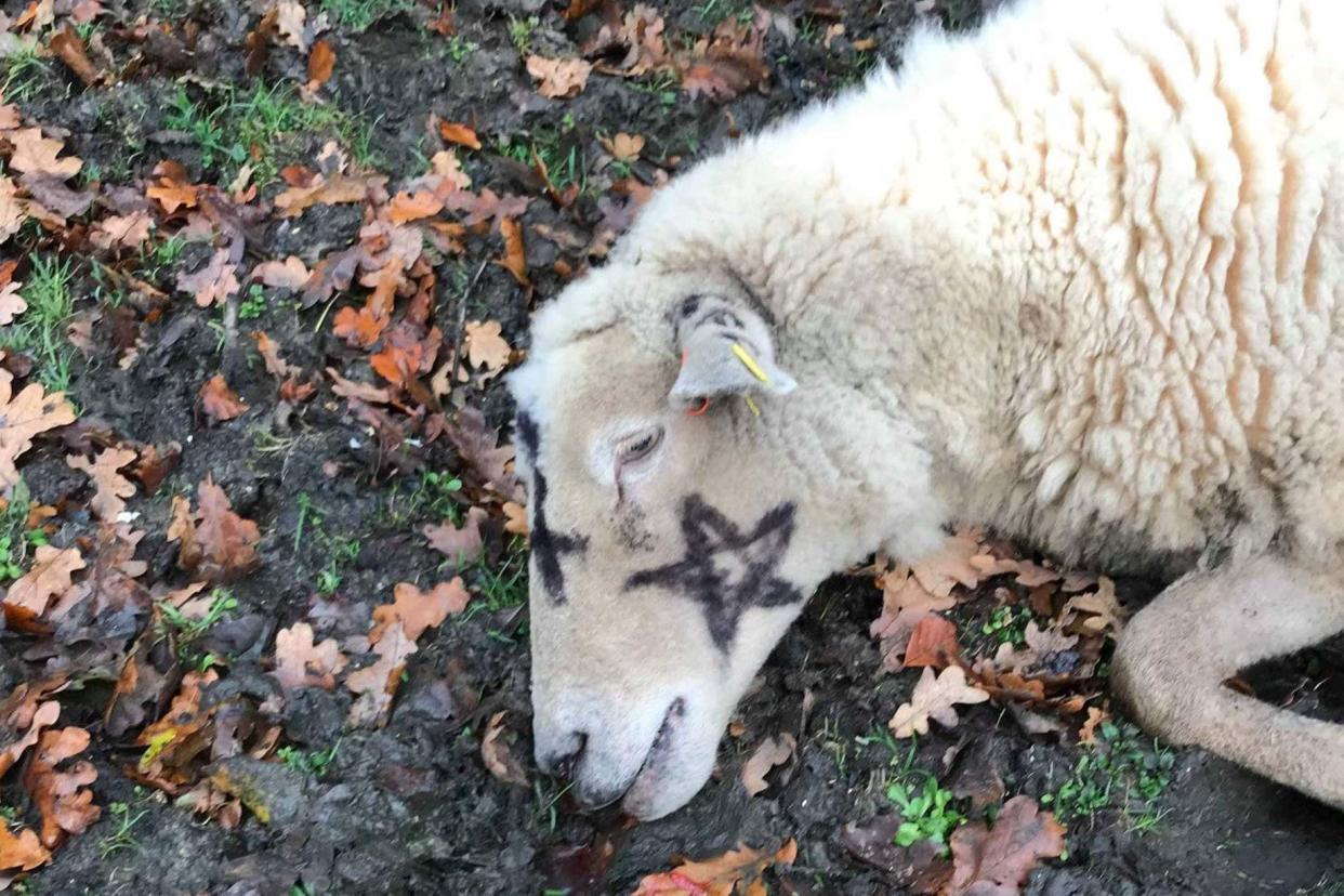 Several sheep were found with occult markings painted on their bodies: PA