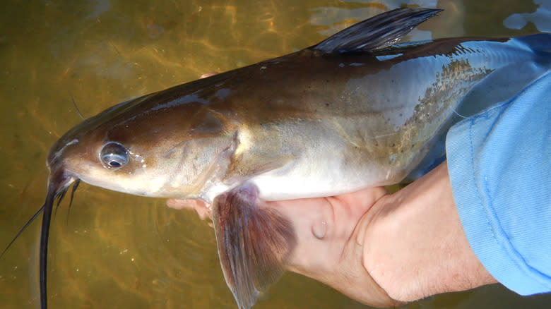 live channel catfish in person's hand