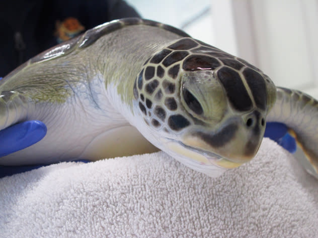 More than 3,500 sea turtles rescued in Texas