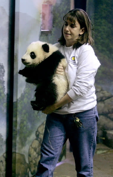 WASHINGTON – NOVEMBER 29: Panda keeper Laurie Perry carries giant panda cub Tai Shan out for the cameras during The Smithsonian National Zoological Park’s preview of the cub November 29, 2005 at the zoo in Washington, DC. Tai Shan is the sixth panda cub born at the National Zoo and his mother, 7-year-old Mei Xiang, conceived the cub by artificial insemination. Born on July 9, 2005, the panda cub now weighs 21 pounds and is very active according to zoo scientists and veterinarians. (Photo by Chip Somodevilla/Getty Images)