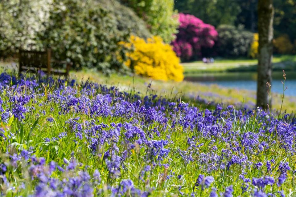 Bluebells can be targeted for illegal bulb theft (National Trust/PA)