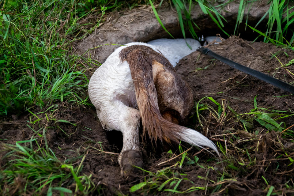 Hunde finden beim Spazierengehen so einiges (Symbolbild: Getty Images)