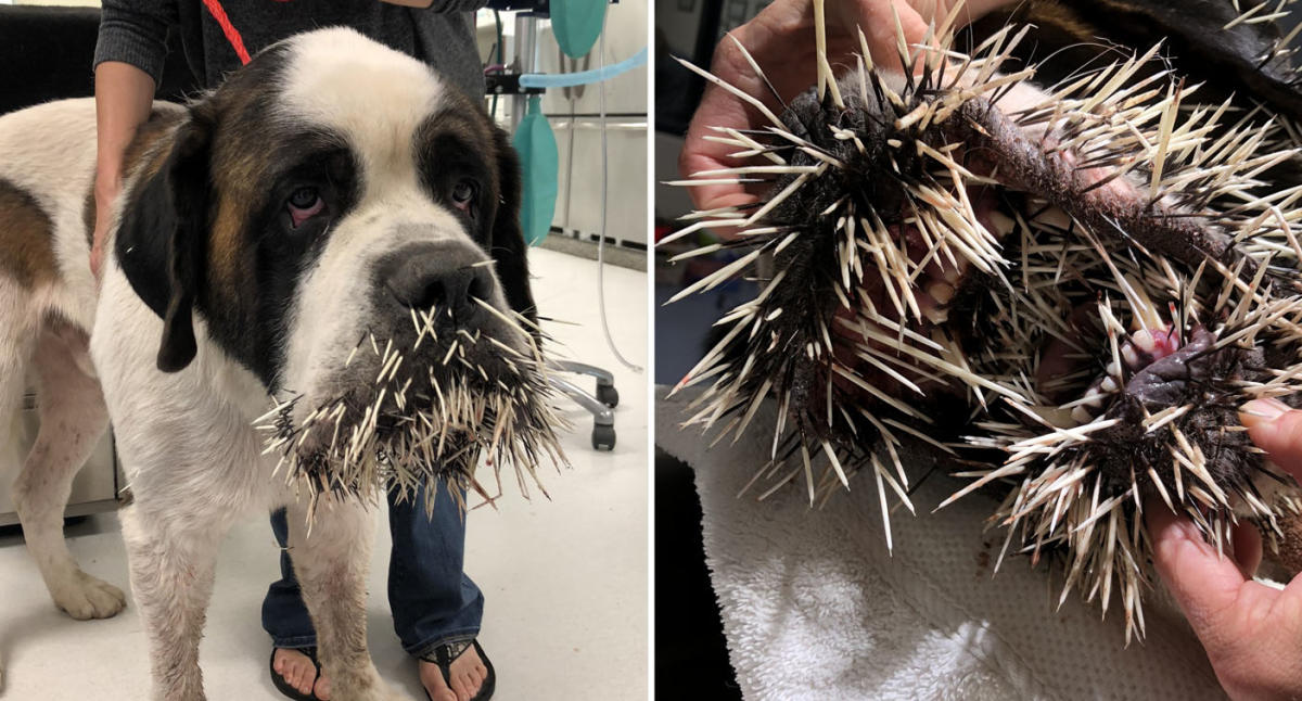 pitbull attacked by porcupine