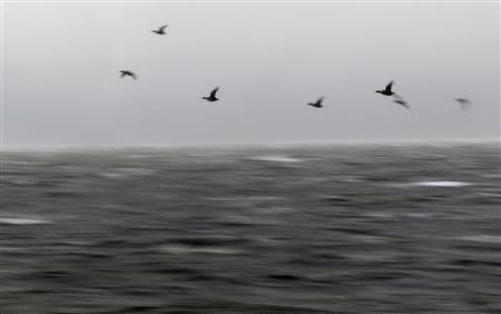 Ducks fly over the North Sea near the town of Campen, December 6, 2013. REUTERS/Ina Fassbender