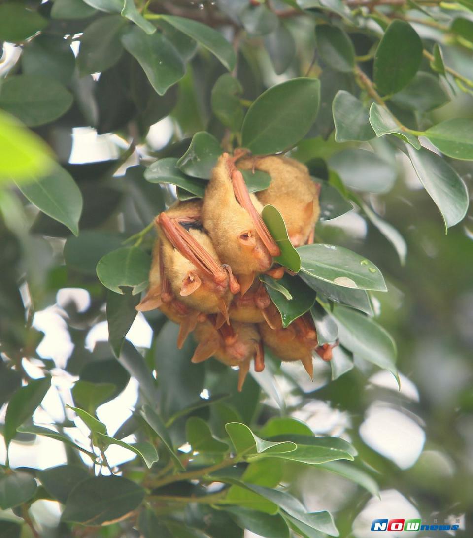 黃金鼠耳蝠棲息在館外榕樹上。（圖／館長張恆嘉提供 ）