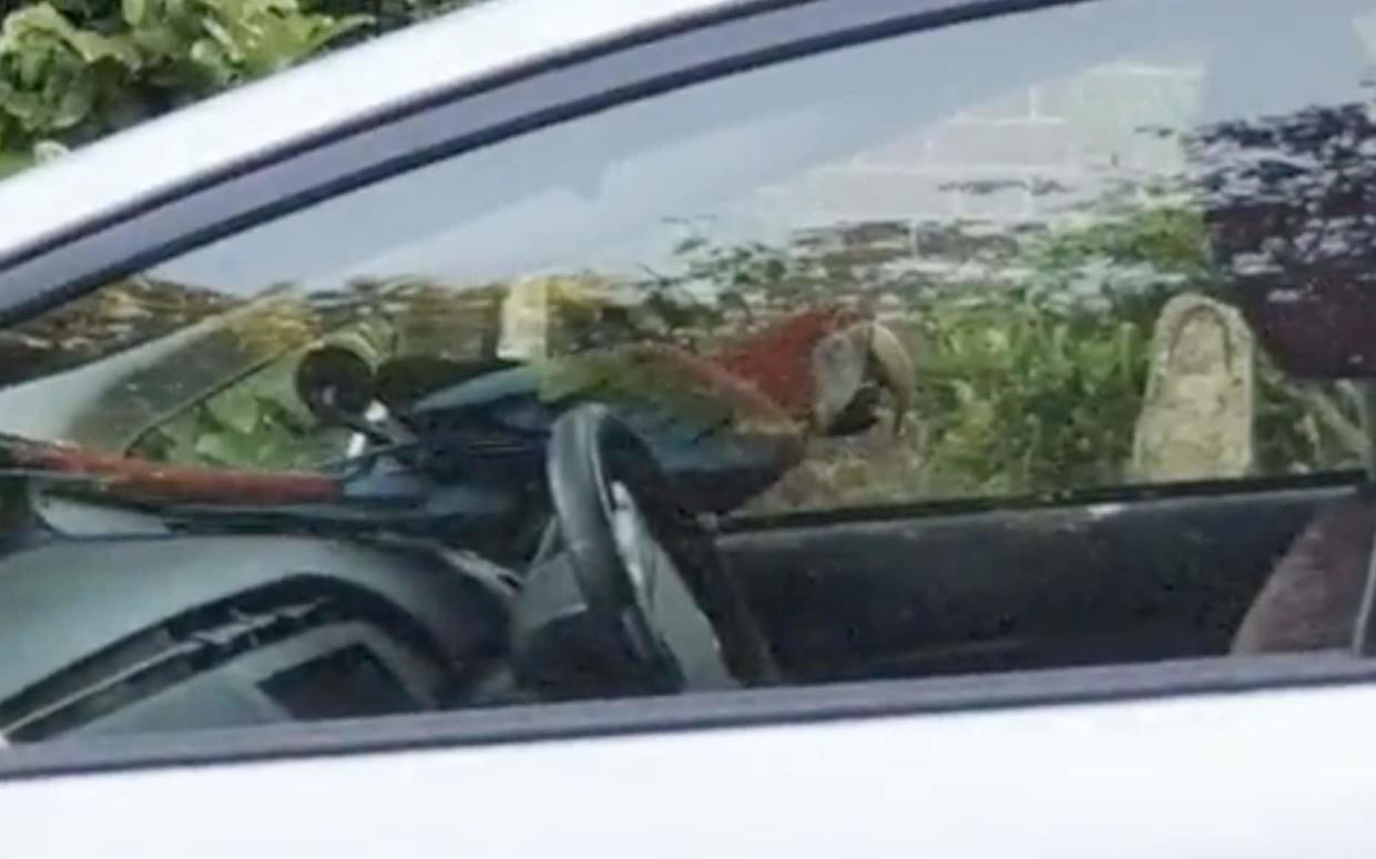 The colourful Macaw was being free-flown in the historic London nature reserve