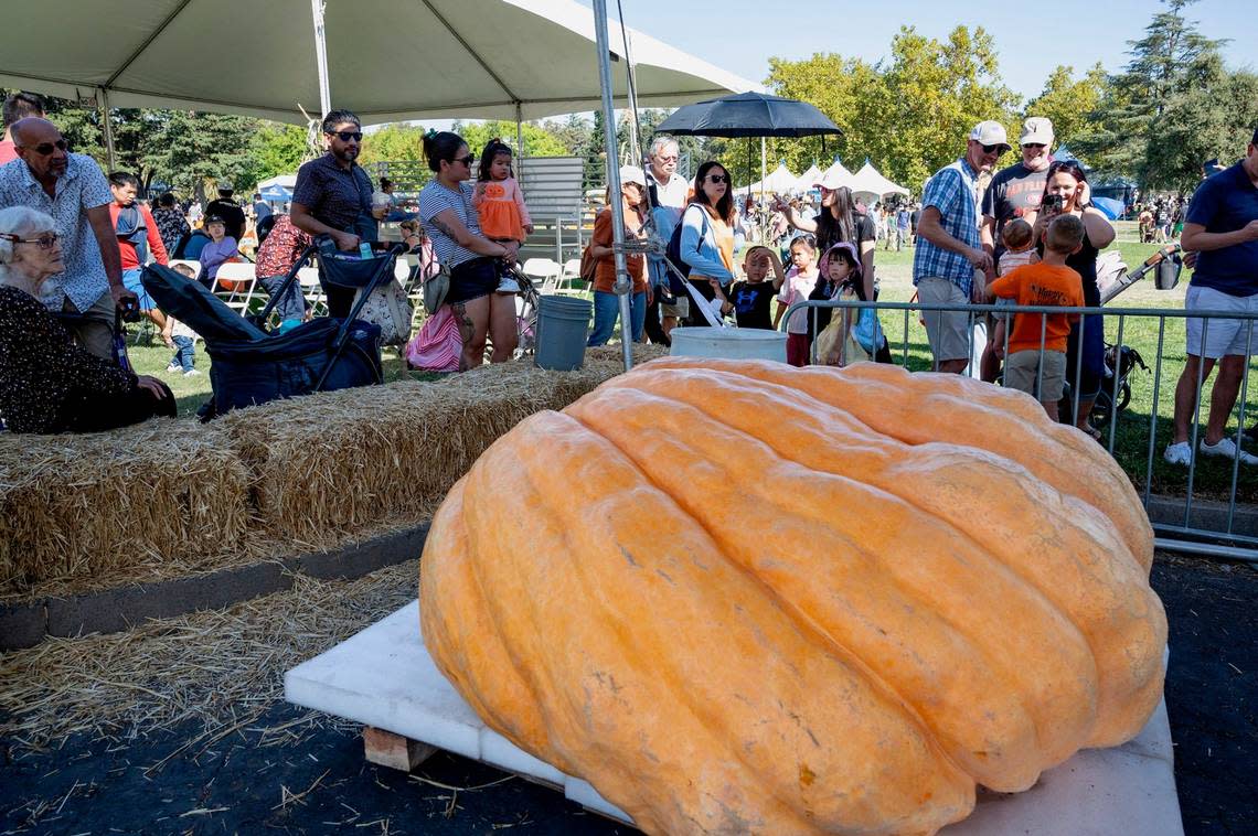 Families stop to look at the first-place winner at the Giant Pumpkin Weigh-Off at the Elk Grove Giant Pumpkin Festival in October at Elk Grove Regional Park. Sara Nevis/Sacramento Bee file