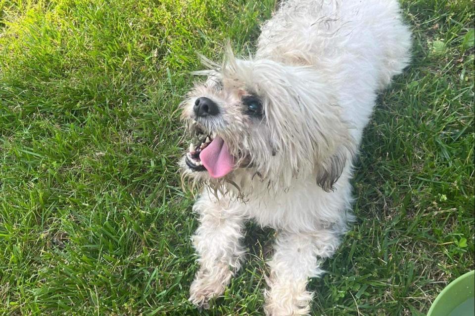 The officer from the Sturgeon Police Department, in Missouri, claimed he believed that Teddy was rabid. His behaviour was due to the fact that he was deaf and blind (City of Sturgeon/ Facebook)