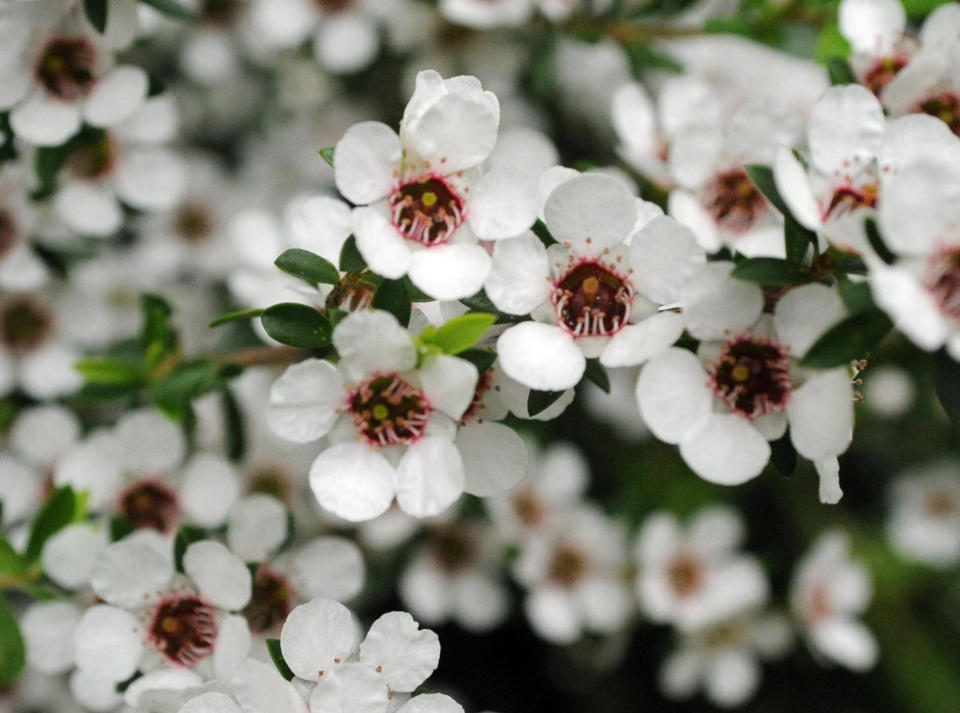 A close-up of a manuka bush. (Photo: Barry Batchelor - PA Images via Getty Images)