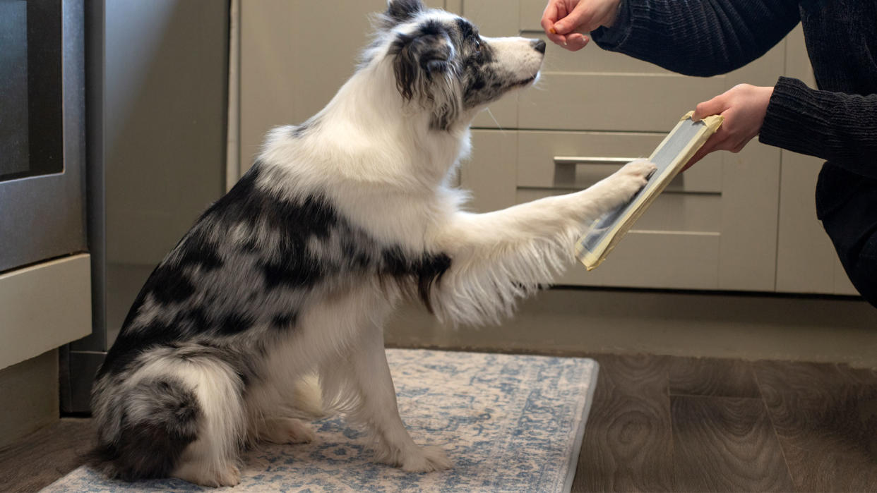  Dog scratching nails on scratchpad 