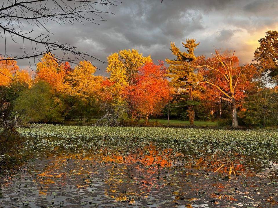 The sunsets at Silve Lake Nature Center in Bristol Township, lighting up the fall foilage on Wednesday, Oct. 18, 2023. Leaves around Pennsylvania are at or appraoching their best color for the season.