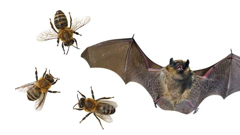 An illustration of a bat and some bees
