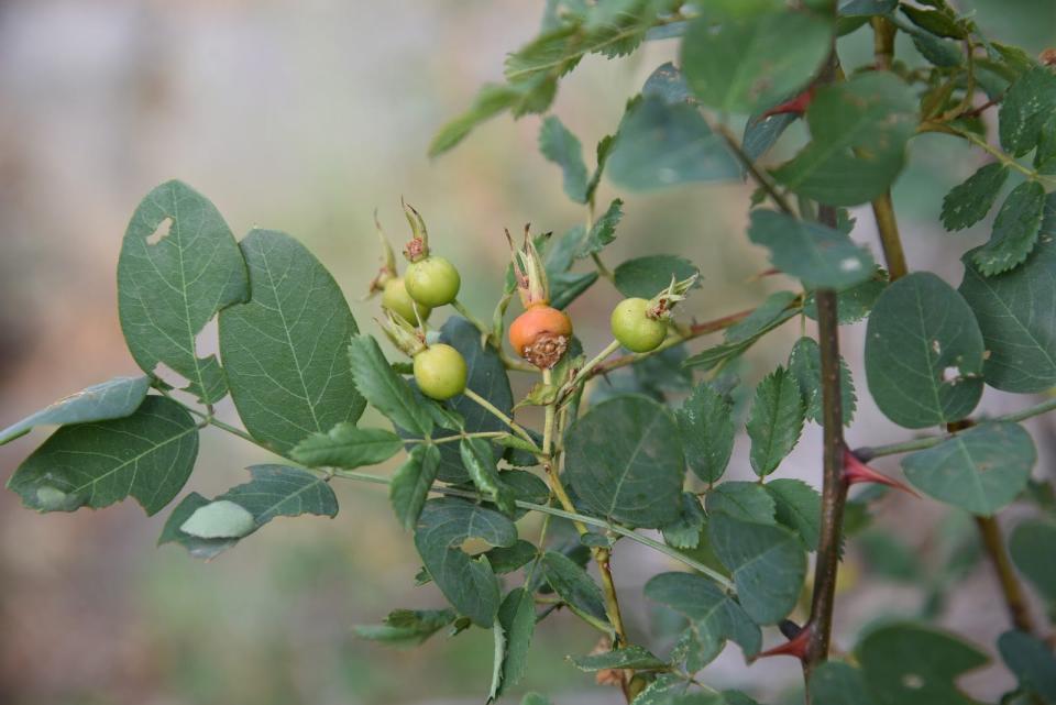 Rose hips ripen in a drainage area along the Interstate Trail.