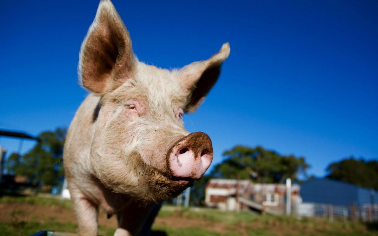 It is thought some diseases spread from bats, to intensively farmed pigs, to humans - Getty