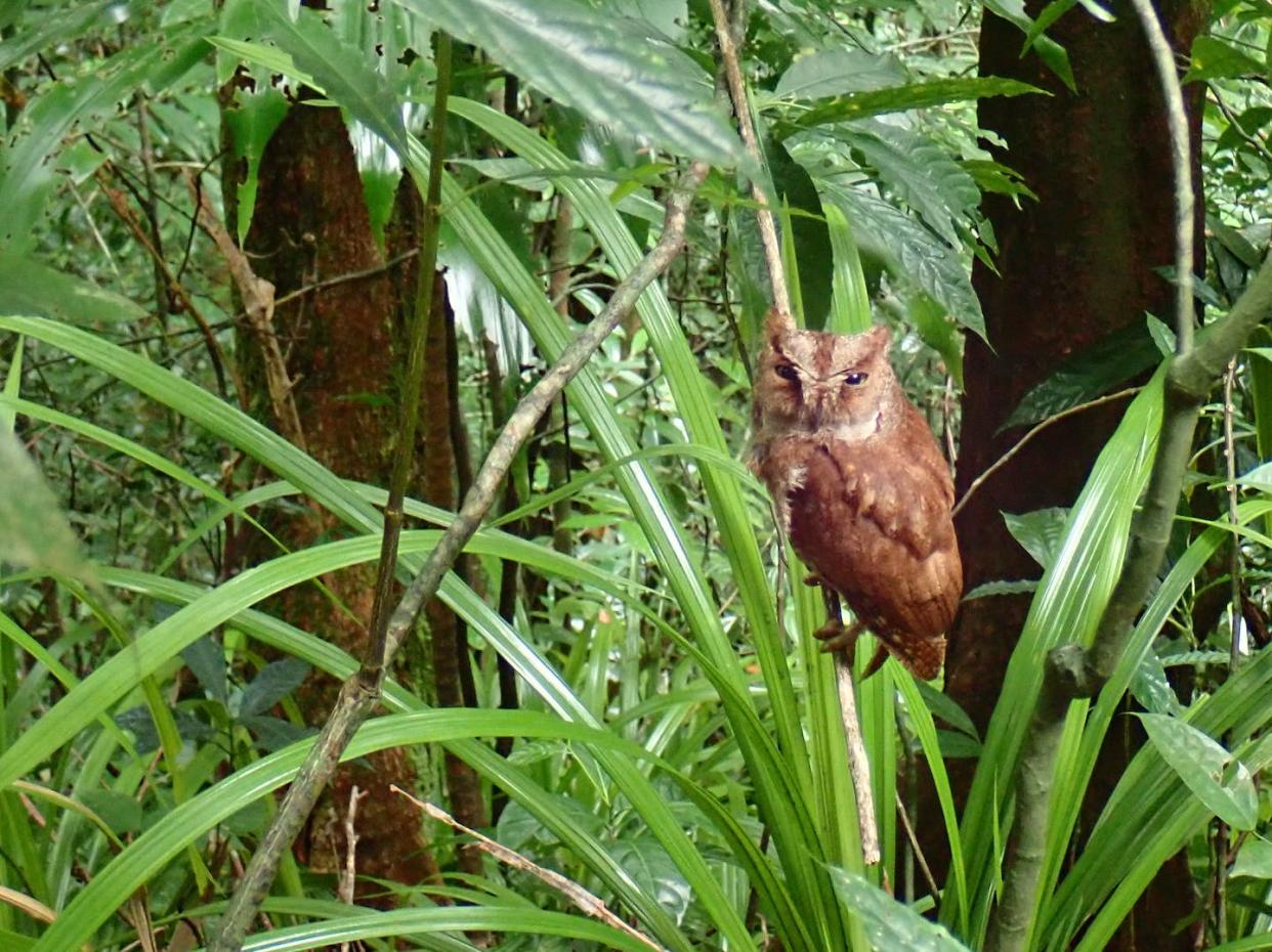 Research suggests that only about 1,000 to 1,500 Príncipe scops owls exist in the wild. Martim Melo